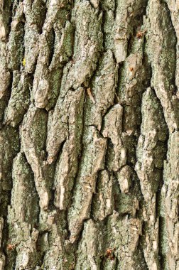 Doku, arka plan, seamless modeli. Bu tasarımcıları için yararlı olur. Ağaç kabuğu. Dışarıda, kereste, Mayo, parçası kaynaklanıyor ve odunsu bitkilerin kökleri