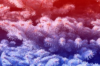 doku, arka plan, desen. hafif mavi ince genç kürk-ağaç dalları