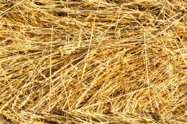 Doku, arka plan, seamless modeli. Bu tasarımcıları için yararlı olur. biçilmiş saman tahıl üzerinden