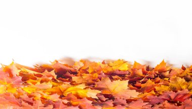 Doku, arka plan. Sarı sonbahar yaprakları. Sonbahar akçaağaç yaprağı. Stüdyo fotoğrafı