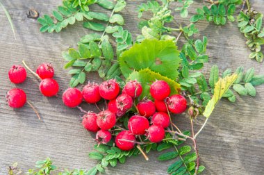 Texture, background. Hawthorn berries, how, vnitethorn, Crataegus,  a thorny shrub or tree of the rose family, with white, pink, or red blossoms and small dark red fruits (haws). clipart