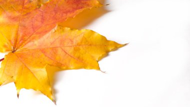 Doku, arka plan. Sarı sonbahar yaprakları. Sonbahar akçaağaç yaprağı. Stüdyo fotoğrafı