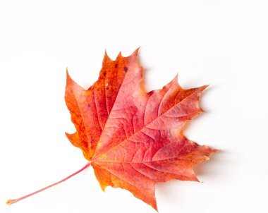 Doku, arka plan. Sarı sonbahar yaprakları. Sonbahar akçaağaç yaprağı. Stüdyo fotoğrafı