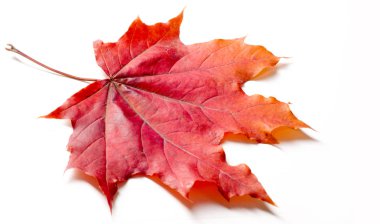 Doku, arka plan. Sarı sonbahar yaprakları. Sonbahar akçaağaç yaprağı. Stüdyo fotoğrafı