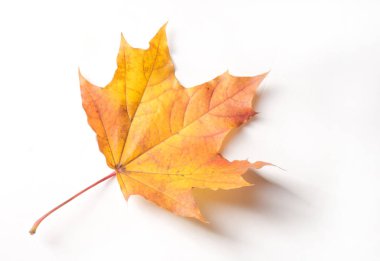 Doku, arka plan. Sarı sonbahar yaprakları. Sonbahar akçaağaç yaprağı. PH