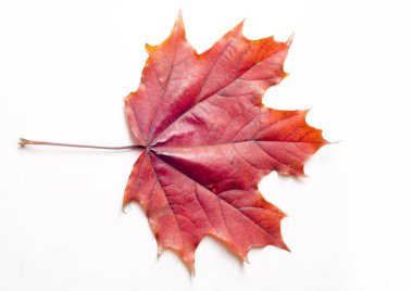 Doku, arka plan. Sarı sonbahar yaprakları. Sonbahar akçaağaç yaprağı. PH