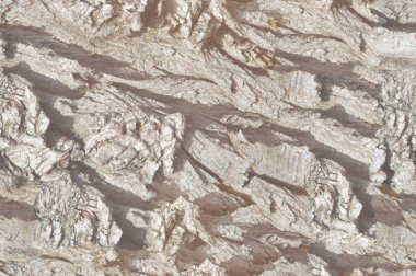 Sorunsuz doku, arka plan, eski ağaç kabuğu. Dışarıda, kereste, Mayo, parçası kaynaklanıyor ve odunsu bitkilerin kökleri.