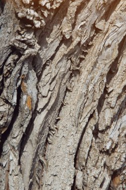 Doku, arka plan, desen. Ağaç kabuğu. Dışarıda, kereste, Mayo, parçası kaynaklanıyor ve odunsu bitkilerin kökleri.