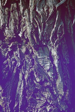 Doku, arka plan, desen. Ağaç kabuğu. Dışarıda, kereste, Mayo, parçası kaynaklanıyor ve odunsu bitkilerin kökleri.