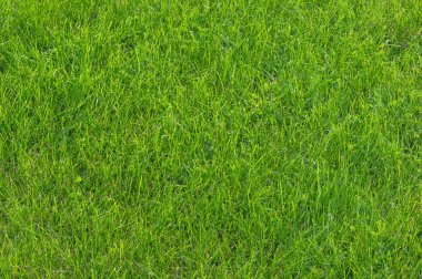 doku, arka plan. Çim kesilmiş. Manikürlü çimler yeşil. Bahçede çim ekili Bulvarı'nda park Bahçesi