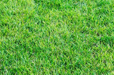 doku, arka plan. Çim kesilmiş. Manikürlü çimler yeşil. Bahçede çim ekili Bulvarı'nda park Bahçesi