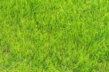 doku, arka plan. Çim kesilmiş. Manikürlü çimler yeşil. Bahçede çim ekili Bulvarı'nda park Bahçesi