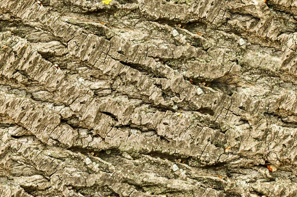 Texture Background Seamless Pattern Useful Designers Bark Tree Timber Piece — Stock Photo, Image