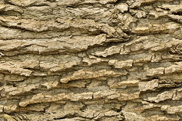 Textura Pozadí Bezešvé Vzor Užitečné Pro Návrháře Kůra Stromu Venku — Stock fotografie