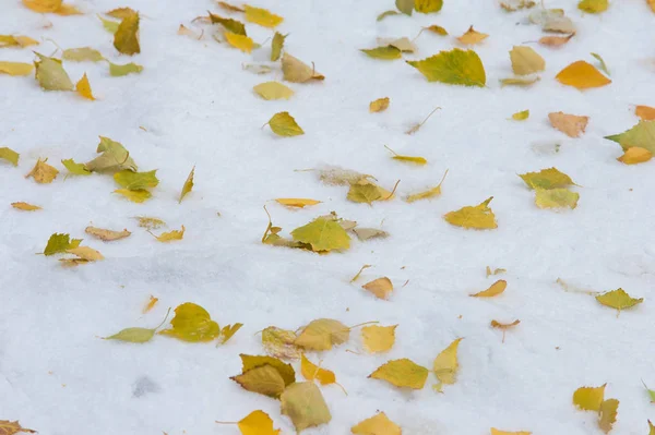 Texture Fond Feuilles Automne Sur Neige Première Neige Début Hiver — Photo