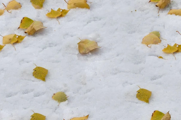 无缝的纹理 树叶在雪中 第一雪 — 图库照片