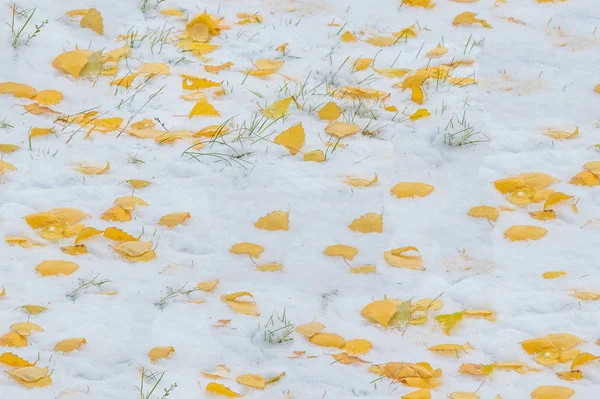 シームレスなテクスチャ パターン 雪の中 最初の雪の葉 晩秋します — ストック写真