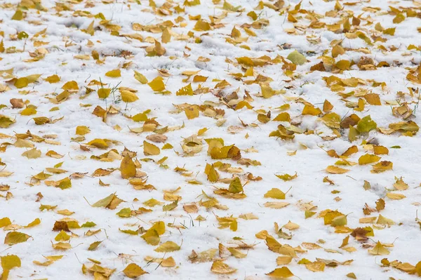 Texture Background Autumn Leaves Snow First Snow Early Winter First — Stock Photo, Image