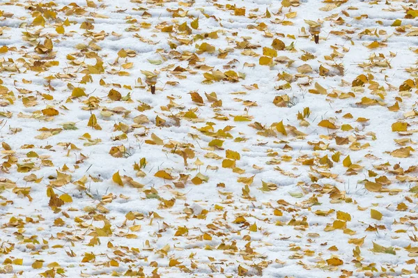 Textura Sin Costuras Patrón Las Hojas Nieve Primera Nieve Otoño —  Fotos de Stock