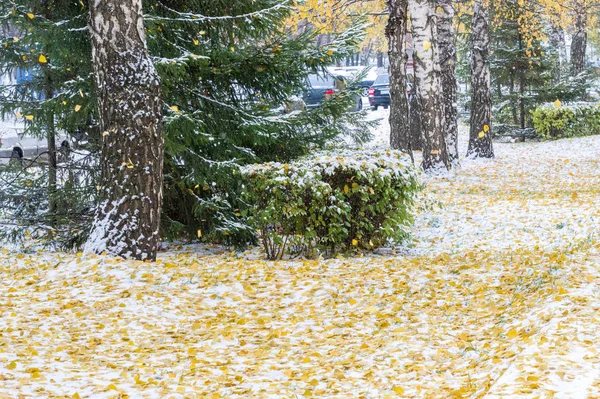 葉は秋をバーチします クリスマスの木の枝 最初の雪 — ストック写真