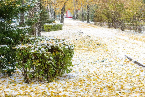 Оставляет Березовую Осень Ветка Рождественской Елки Первый Снег — стоковое фото