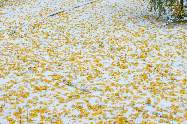 Deixa Bétula Outono Ramo Uma Árvore Natal Primeira Neve — Fotografia de Stock