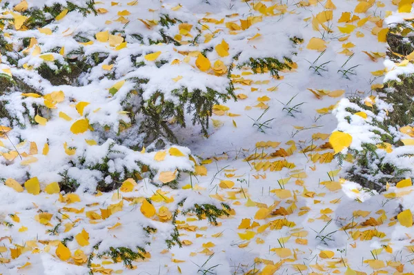 Nahtlose Textur Muster Die Blätter Schnee Der Erste Schnee Spätherbst — Stockfoto