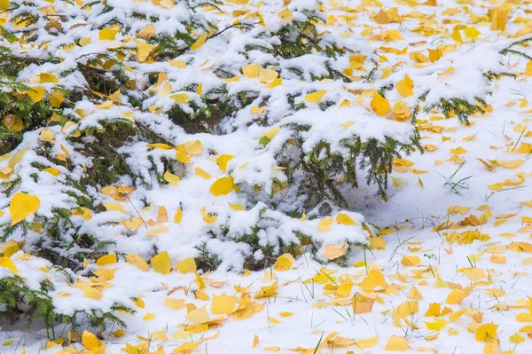 Deja Abedul Otoño Rama Árbol Navidad Primera Nieve —  Fotos de Stock