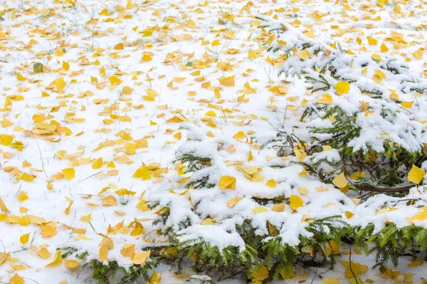 Deja Abedul Otoño Rama Árbol Navidad Primera Nieve —  Fotos de Stock