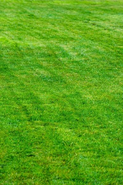 Tekstury Tła Trawnik Przycięte Wypielęgnowany Trawnik Zielony Plac Zabaw Ogrodzie — Zdjęcie stockowe