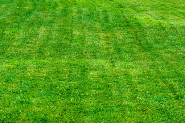 Tekstury Tła Trawnik Przycięte Wypielęgnowany Trawnik Zielony Plac Zabaw Ogrodzie — Zdjęcie stockowe