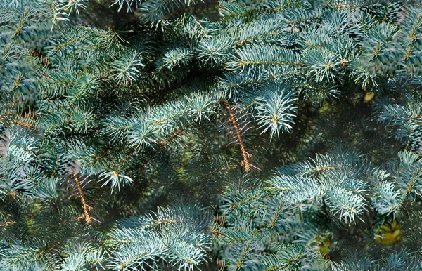 Nahtlose Textur Muster Kiefer Fichte Tanne Immergrüne Bäume — Stockfoto