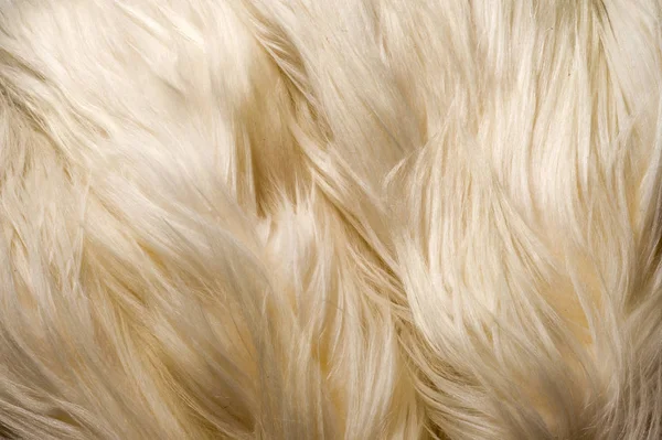 Textura Fondo Patrón Piel Yak Blanco Gran Buey Salvaje Domesticado —  Fotos de Stock