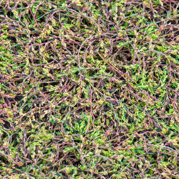 Seamless Texture Background Pattern Grass Lawn Green Grass — Stock Photo, Image