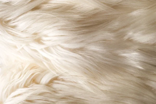 Textur Hintergrund Muster Fell Weißer Yak Ein Großer Domestizierter Wildochse — Stockfoto