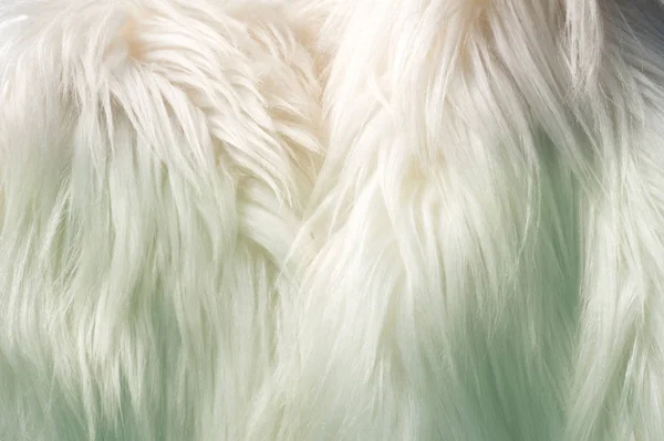 Texture Background Pattern Fur White Yak Large Domesticated Wild Shaggy — Stock Photo, Image