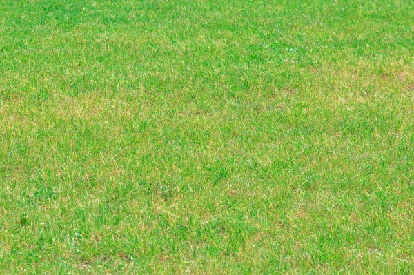 Texture Background Lawn Trimmed Manicured Lawn Green Playground Garden Park — Stock Photo, Image