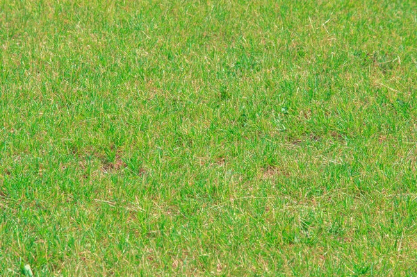 Textura Fundo Gramado Aparado Verde Relva Bem Cuidado Parque Infantil — Fotografia de Stock