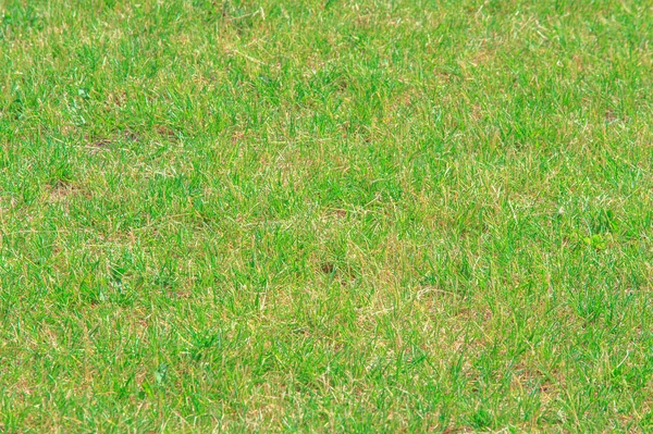 Doku Arka Plan Çim Kesilmiş Manikürlü Çimler Yeşil Bahçede Çim — Stok fotoğraf