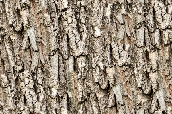 无缝模式 这是有用的设计师 树的树皮 一块上面茎和根的木本植物 — 图库照片