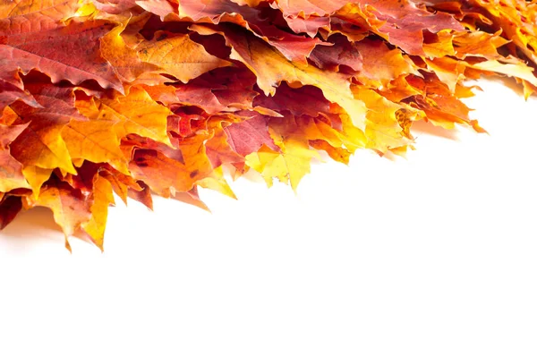 秋叶工作室 在白色背景查出的秋天叶子 特写视图 — 图库照片