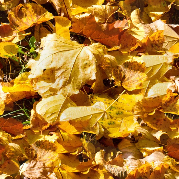 Ομαλή Υφή Μοτίβο Φθινοπωρινά Φύλλα Στο Έδαφος — Φωτογραφία Αρχείου