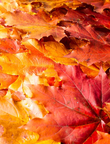 stock image Texture, background. Yellow autumn leaves. Autumn maple leaf. Photographed in the studio