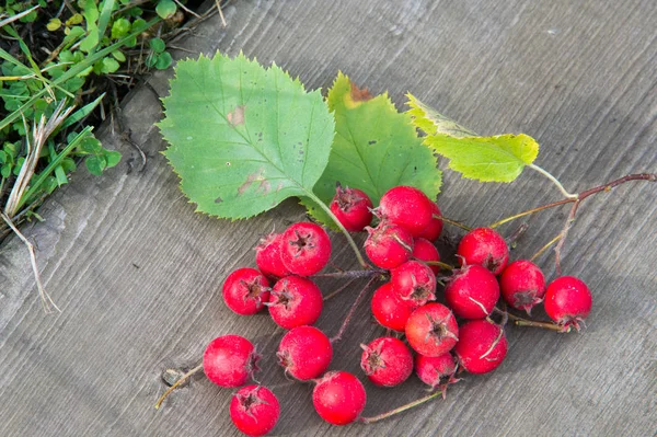 Текстура Фон Ягоды Боярышника Vnitethorn Crataegus Тернистый Кустарник Дерево Семейства — стоковое фото