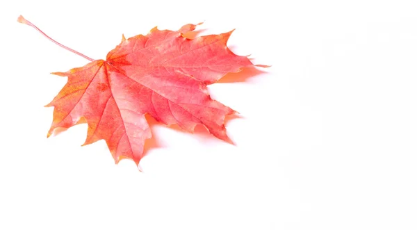 Texture Fond Feuilles Automne Jaunes Feuille Érable Automne Photographié Studio — Photo