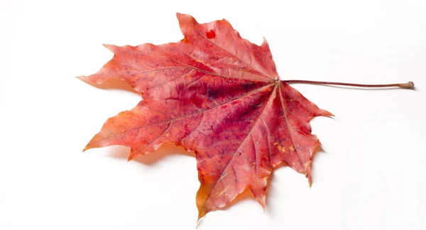 Texture Background Yellow Autumn Leaves Autumn Maple Leaf Photographed Studio — Stock Photo, Image