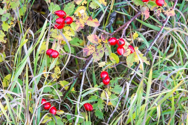 The rose hip, also known as rose haw or rose hep, is the fruit o — Stock Photo, Image