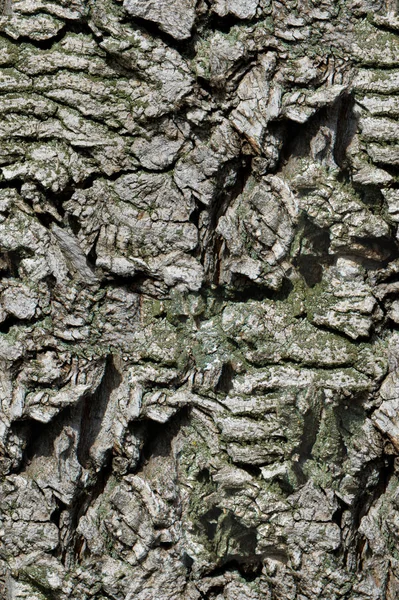 Nahtlose Textur Hintergrund Alte Baumrinde Außen Über Dem Holz Stämme — Stockfoto
