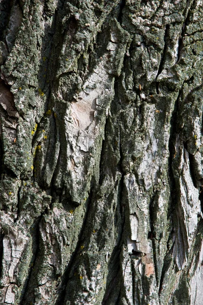 Textuur Achtergrond Patroon Schors Van Boom Buiten Boven Het Hout — Stockfoto