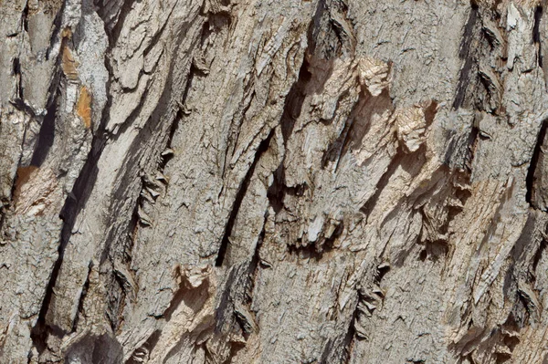 Bezszwowe Tekstury Tła Stare Drzewa Kora Zewnątrz Powyżej Drewna Kawałek — Zdjęcie stockowe